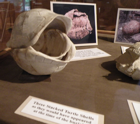 Recreated turtle Shells from Horn Shelter burial