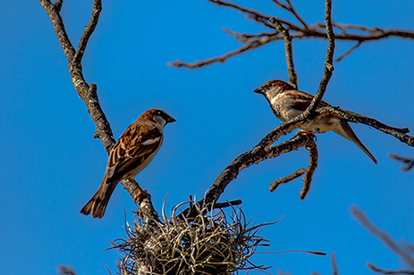 Chirping Sparrows